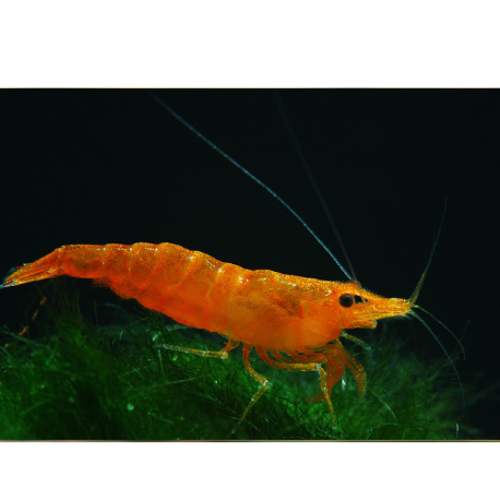 Krevetka Neocaridina davidi var. Orange