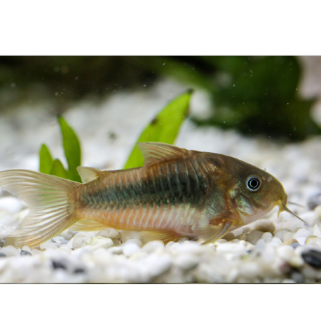 Pancéřníček zlatopásý - Corydoras schultzei