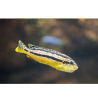 Tlamovec pestrý - Melanochromis auratus