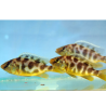 Tlamovec spící - Nimbochromis venustus