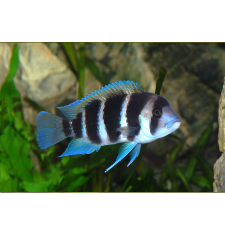 Tlamovec čelnatý - Cyphotilapia frontosa