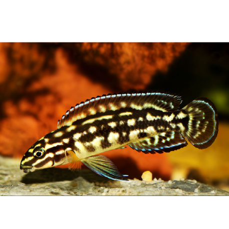 Cichlidka Marlierova - Julidochromis marlieri
