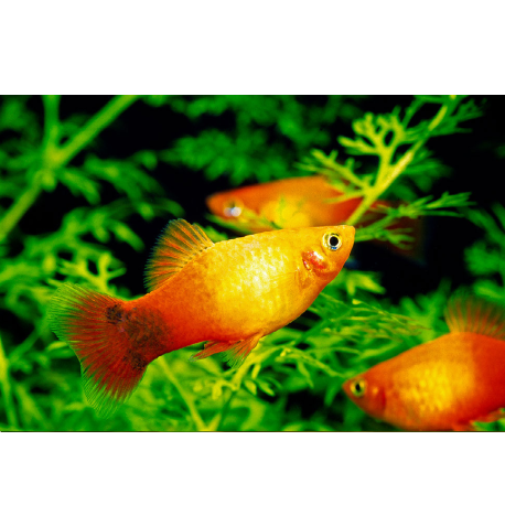 Plata "sunset" - Xiphophorus maculatus "sunset"