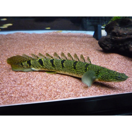 Bichir Dehelzův  - Polypterus delhezi