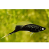 Mečovka černá - Xiphophorus helleri black