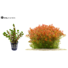 Rotala rotundifolia 'orange juice'