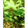 Cryptocoryne nevillii