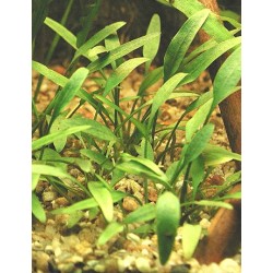 Cryptocoryne parva 2