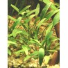 Cryptocoryne parva