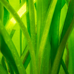 Vallisneria gigantea 2