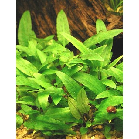 Cryptocoryne wendtii green