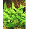 Cryptocoryne wendtii green