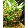 Cryptocoryne becketii