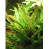 Cryptocoryne lutea