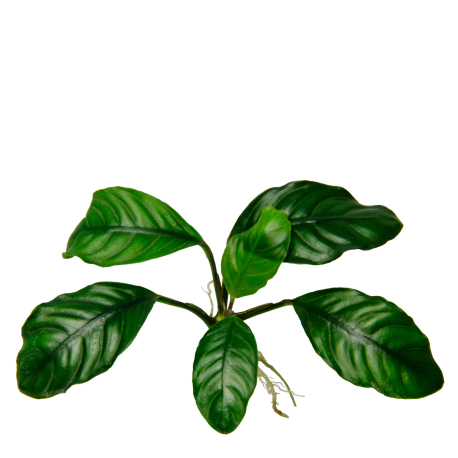 Anubias barteri Coffeefolia