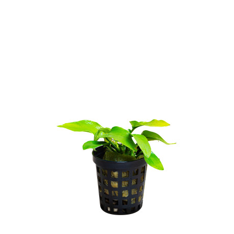 Anubias barteri var. nana 'Golden'