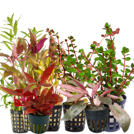 Kolekce barevných akvarijní rostlin 10 ks
