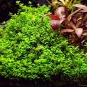 Hemianthus callitrichoides