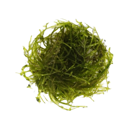 Taiwan moss