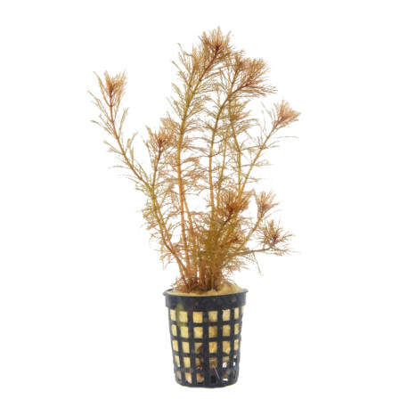 Myriophyllum mattogrosence