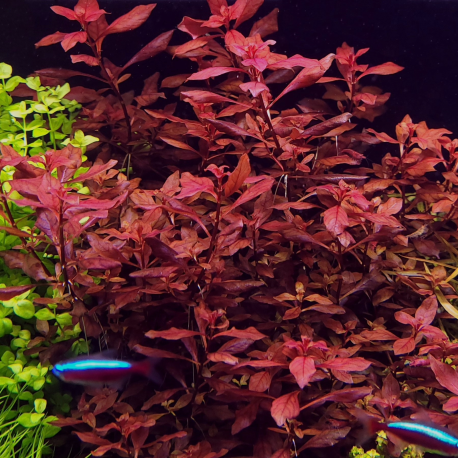 Ludwigia sp. 'Mini Super Red'