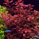 Ludwigia sp. 'Mini Super Red'