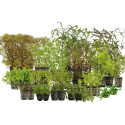 Kolekce rostlin pro holandske akvarium 300l