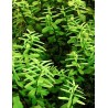 Rotala rotundifolia green