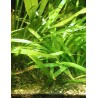 Sagittaria platyphylla