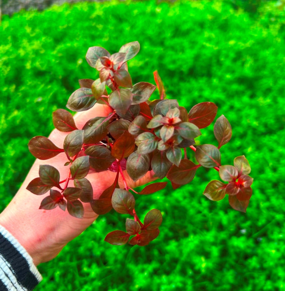 Ludwigia sp. 'Mini Super Red'