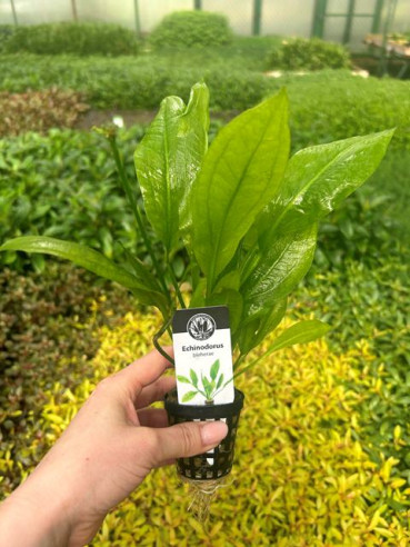 Echinodorus bleherae