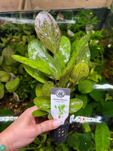 Echinodorus Ozelot Red 2