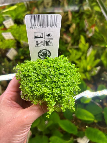 Hemianthus callitrichoides