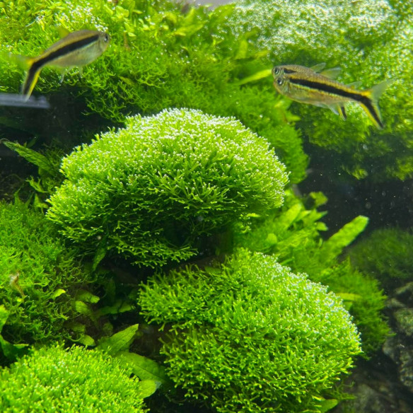 Riccia Fluitans () Riccia Fluitans
