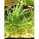 Echinodorus tenellus