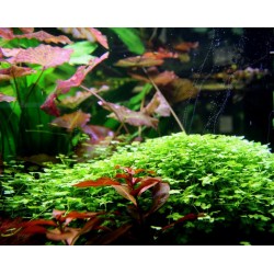 Hydrocotyle japan 2