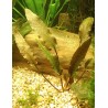 Cryptocoryne petchii