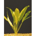 Echinodorus bleherae