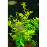 Rotala Ceylon