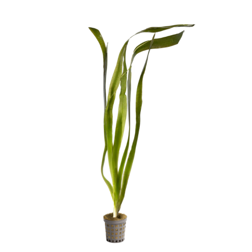 Vallisneria neotropicalis