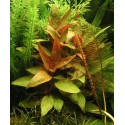 Alternanthera Lilacina