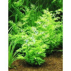 Ceratopteris siliquosa 2