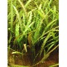Cryptocoryne mix