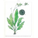 Echinodorus bleherae