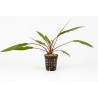 Cryptocoryne lutea