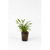 Cryptocoryne parva