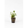 Cryptocoryne nevillii