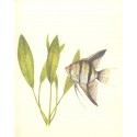 Echinodorus bleherae
