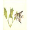 Echinodorus bleherae