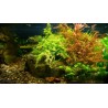 Rotala rotundifolia green